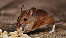 24 Hour & Emergency Exterminators in Drybranch, WV